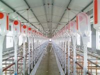 现代化猪场自动喂料业已经取得可喜的成就